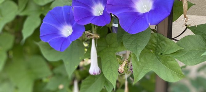 綺麗なお花