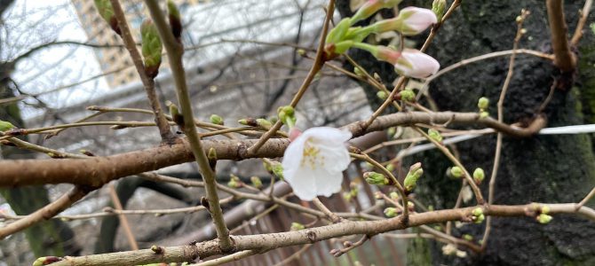 目黒川の桜の様子